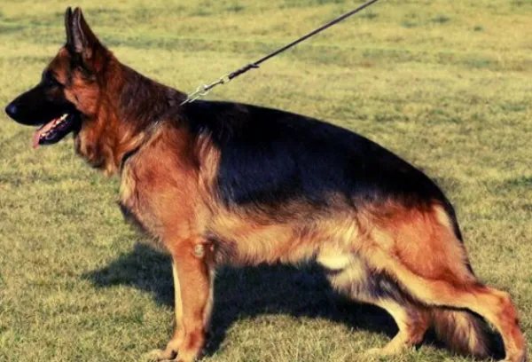 世界名犬排行榜