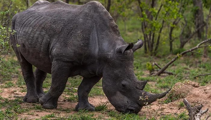 保护野生动物的意义 保护野生动物的意义是什么
