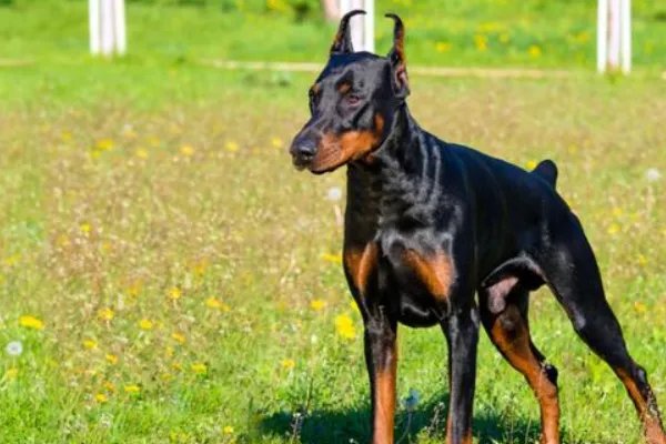 世界名犬排行榜