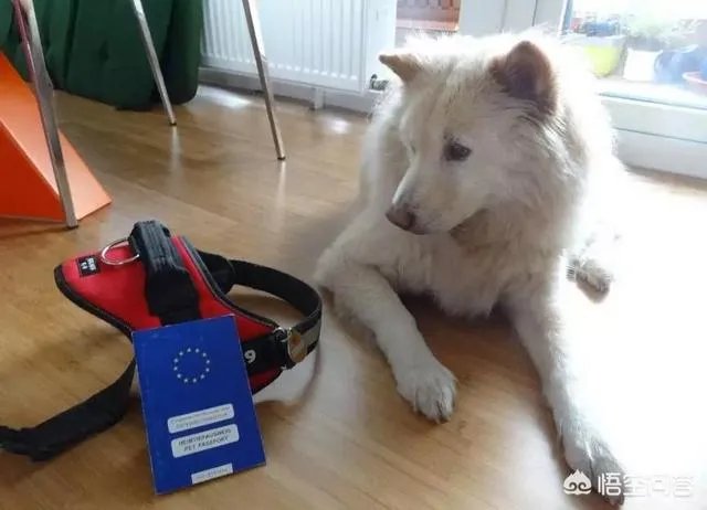 给宠物狗办证需要什么流程？有必要吗？