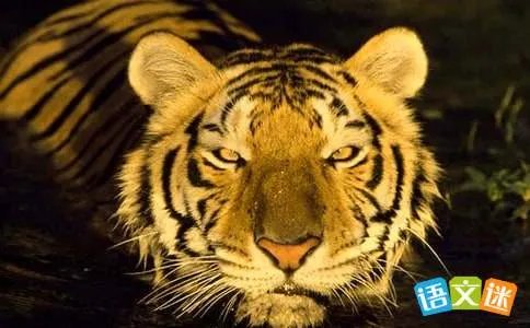 中国童话故事《没有牙齿的大老虎》