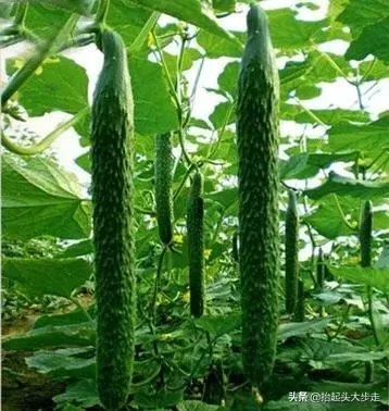 黄瓜种子哪个好？