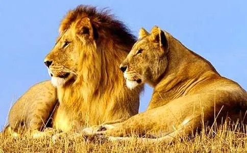 狮子座歌曲歌词