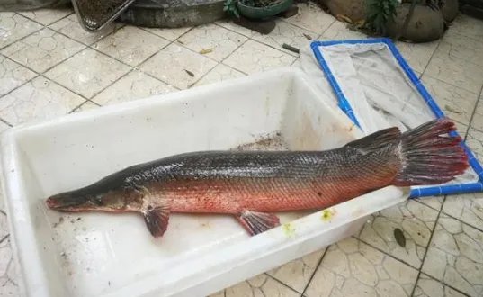 中国古动物馆回应游客被鳄雀鳝咬伤，在动物馆游览的时候需要注意什么？