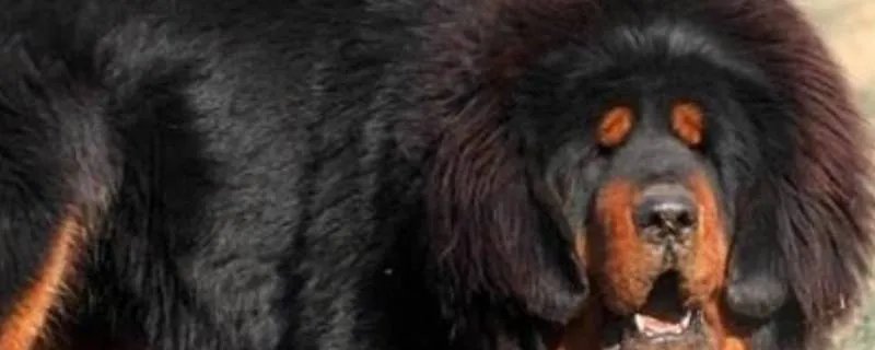 鬼獒与藏獒的区别