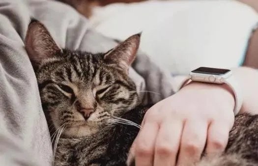 有陪猫塔如何区分猫