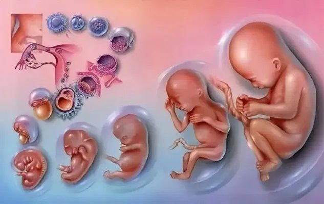 捐卵助孕机构-多地“捐精”倡议背后：捐精合格率如何？ 近亲结婚对后代有什么隐藏优势吗？