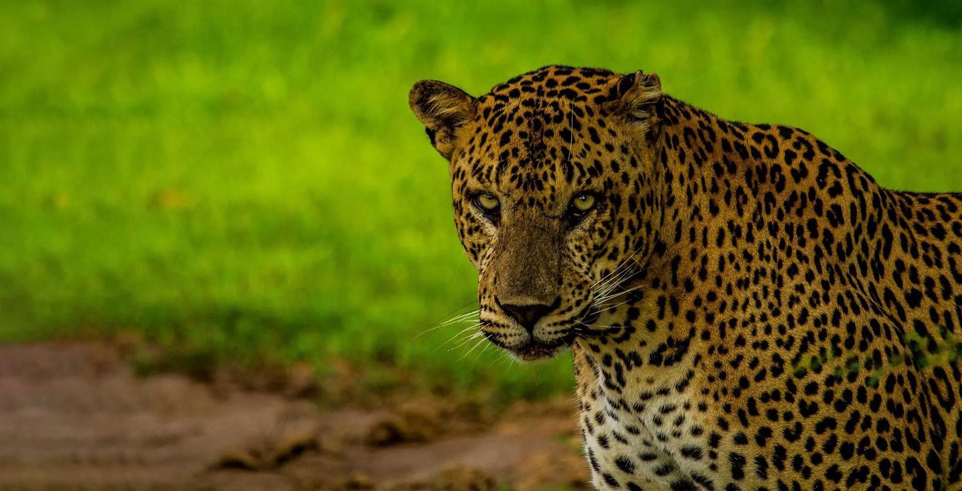 第三只豹子或已死亡专家担心第三只豹子的生存状态