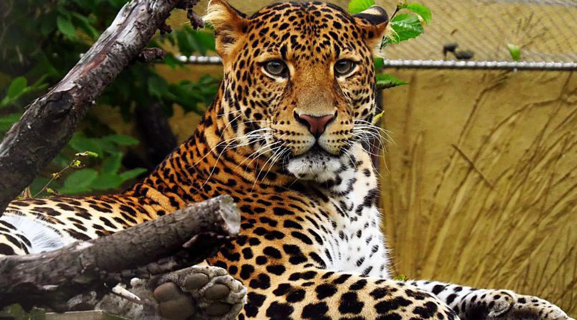 第三只豹子或已死亡专家担心第三只豹子的生存状态