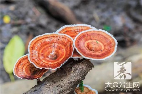 灵芝袍子粉什么功效