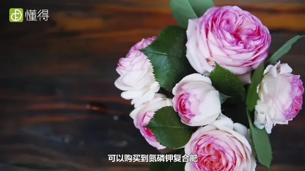 玫瑰花怎么养