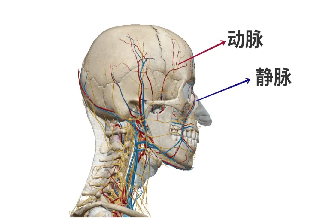 大脑血管解剖结构图