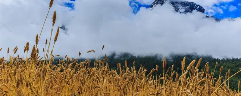 青稞是什么 青稞是什么作物