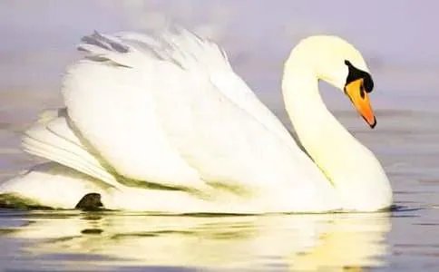 农村养殖业致富项目故事：养殖天鹅一年赚70万！