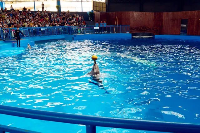 昆明动物园有哪些 昆明海洋馆有哪些 昆明动物园完整名录