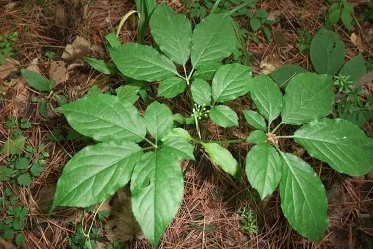 高丽参和红参的区别图片