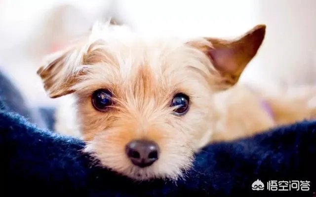 给宠物狗办证需要什么流程？有必要吗？