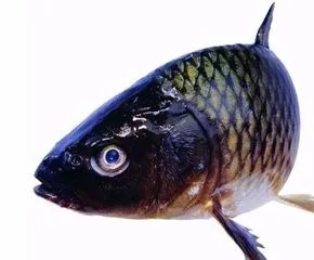 金钱鮸鱼的养殖方法