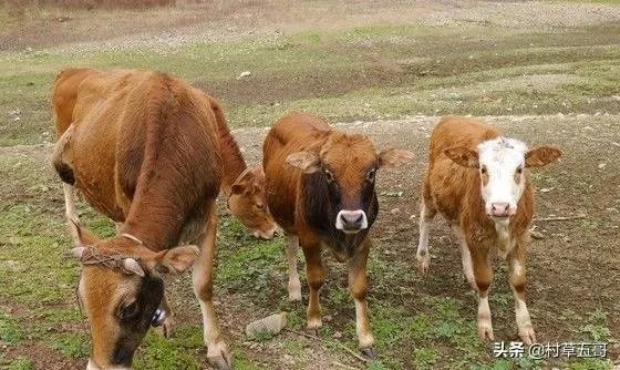 如何科学养牛？