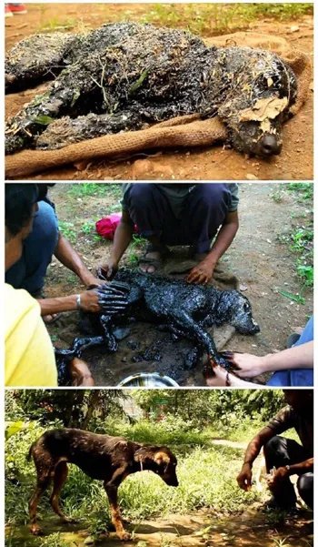 有没有关于宠物的正能量新闻？