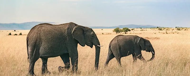 保护野生动物的意义 保护野生动物的意义是什么