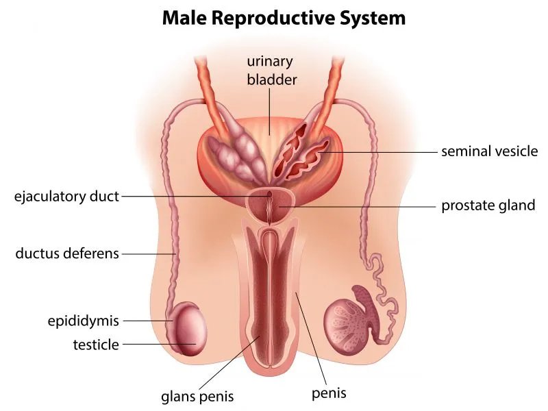 阴茎变大的科学方法