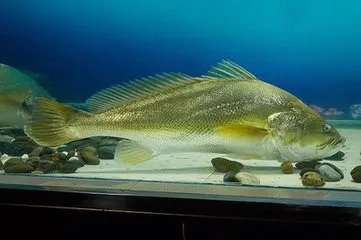 金钱鮸鱼的养殖方法
