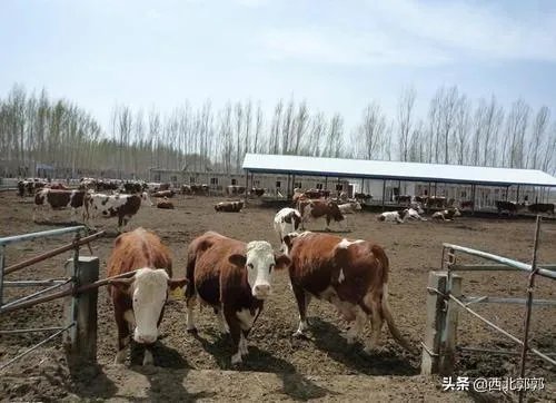 如何科学养牛？