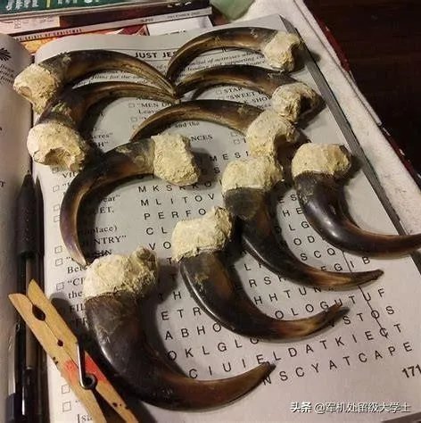 东北虎那么厉害,为什么连乌苏里棕熊都打不过?