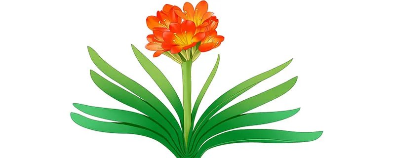 君子兰叶子发黄的原因 君子兰叶子发黄怎么办