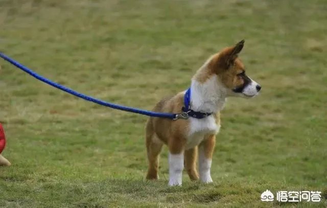 给宠物狗办证需要什么流程？有必要吗？