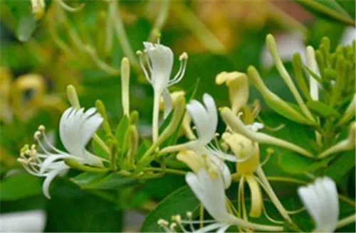 金银花产地主要分布在哪里 什么时候采的金银花比较好