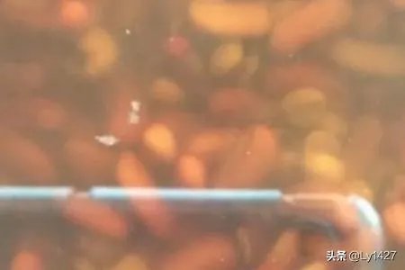 赤小豆薏米粥怎么做？