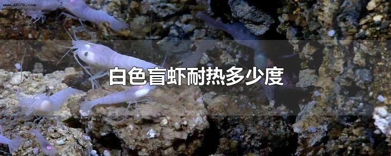 白色盲虾耐热多少度