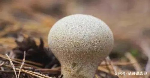 洞察号拍到的火星上的“蘑菇”究竟是什么?是外星生物吗?