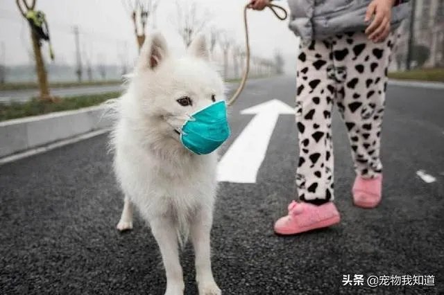 给宠物狗办证需要什么流程？有必要吗？