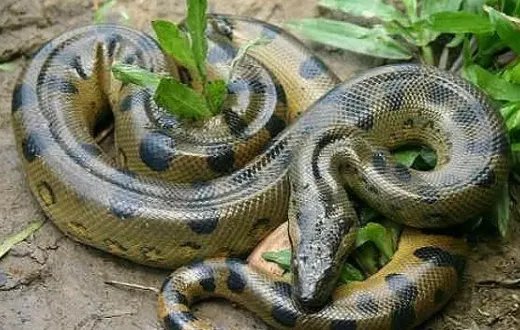 世界十大最长的蟒蛇