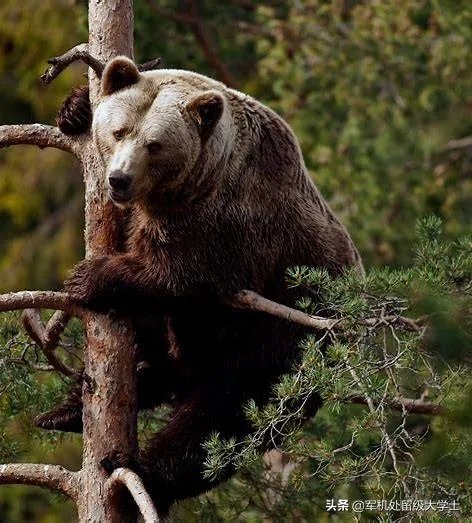 东北虎那么厉害,为什么连乌苏里棕熊都打不过?