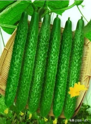 黄瓜种子哪个好？