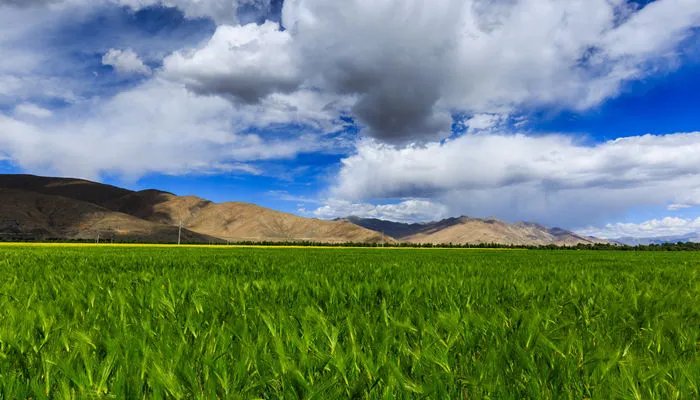 青稞是什么 青稞是什么作物