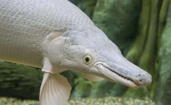 中国古动物馆回应游客被鳄雀鳝咬伤，在动物馆游览的时候需要注意什么？