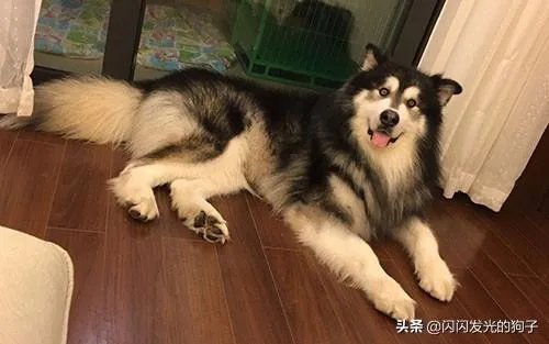 狗狗食欲不振是什么原因?