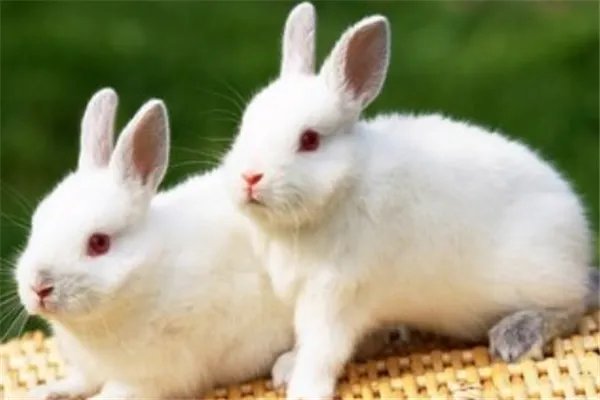 起底活体动物盲盒乱象,这种现象为何没有人管制?