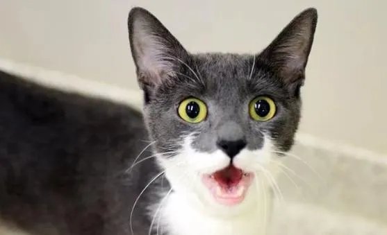 有陪猫塔如何区分猫