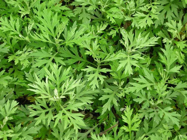 端午节的由来和及风俗~