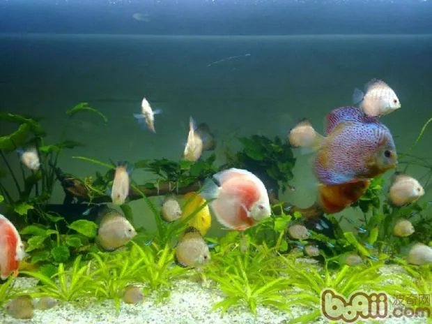 常见热带鱼种类有哪些