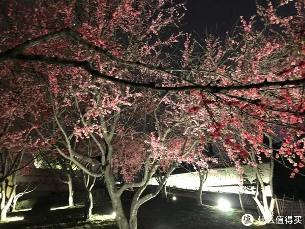 西安大雁塔广场，你要不要这么霸气啊—返乡游记