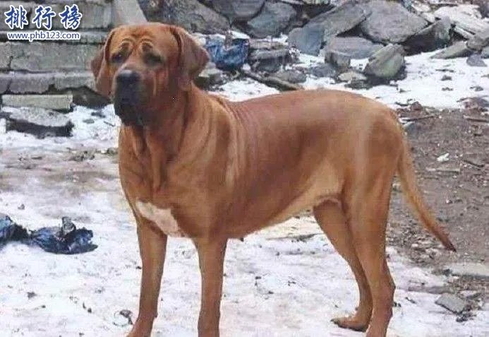 世界十大巨型犬:一只爪子就有足球大却性格温顺