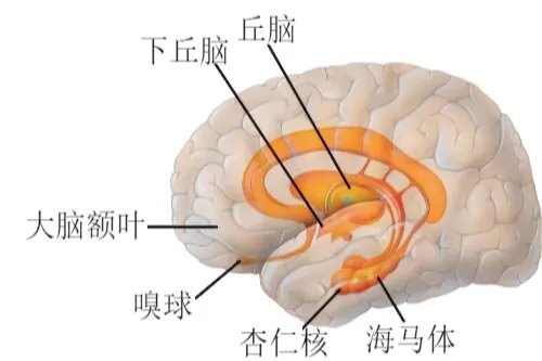 大脑的构造及示意图
