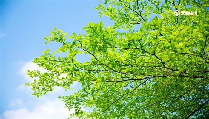 老干虬枝是什么意思